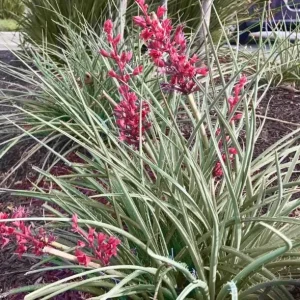 Red Yucca Live Plant - Hesperaloe parviflora Succulent, 4 Inch Tall in 4 Inch Pot, Outdoor - Image 6