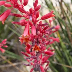 Red Yucca Live Plant - Hesperaloe parviflora Succulent, 4 Inch Tall in 4 Inch Pot, Outdoor - Image 1
