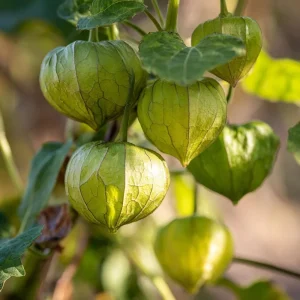 Rio Grande Verde Tomatillo Seeds - Heirloom, 50 Seed Packet, Outdoor - Image 2