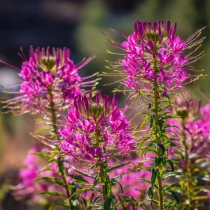 Rocky Mountain Bee Plant Seeds - 50 Count - Purple-Pink Blooms - Pollinator Magnet - Image 2