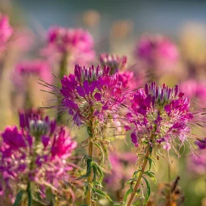 Rocky Mountain Bee Plant Seeds - 50 Count - Purple-Pink Blooms - Pollinator Magnet - Image 3