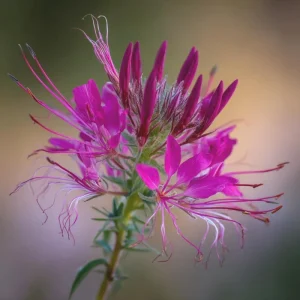 Rocky Mountain Bee Plant Seeds - 50 Count - Purple-Pink Blooms - Pollinator Magnet - Image 4