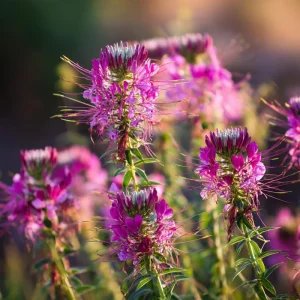 Rocky Mountain Bee Plant Seeds - 50 Count - Purple-Pink Blooms - Pollinator Magnet - Image 5