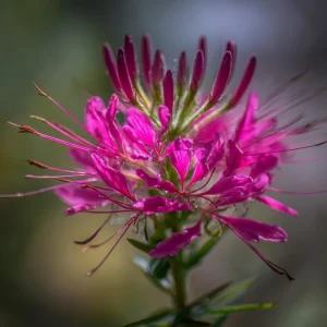 Rocky Mountain Bee Plant Seeds - 50 Count - Purple-Pink Blooms - Pollinator Magnet - Image 1
