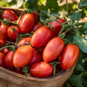Roma VF Tomato Seeds - 50 Seed Pack - Classic Paste Variety - High Yield Outdoor - Image 3