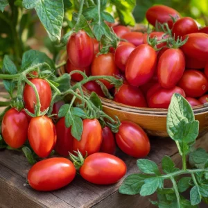 Roma VF Tomato Seeds - 50 Seed Pack - Classic Paste Variety - High Yield Outdoor - Image 4