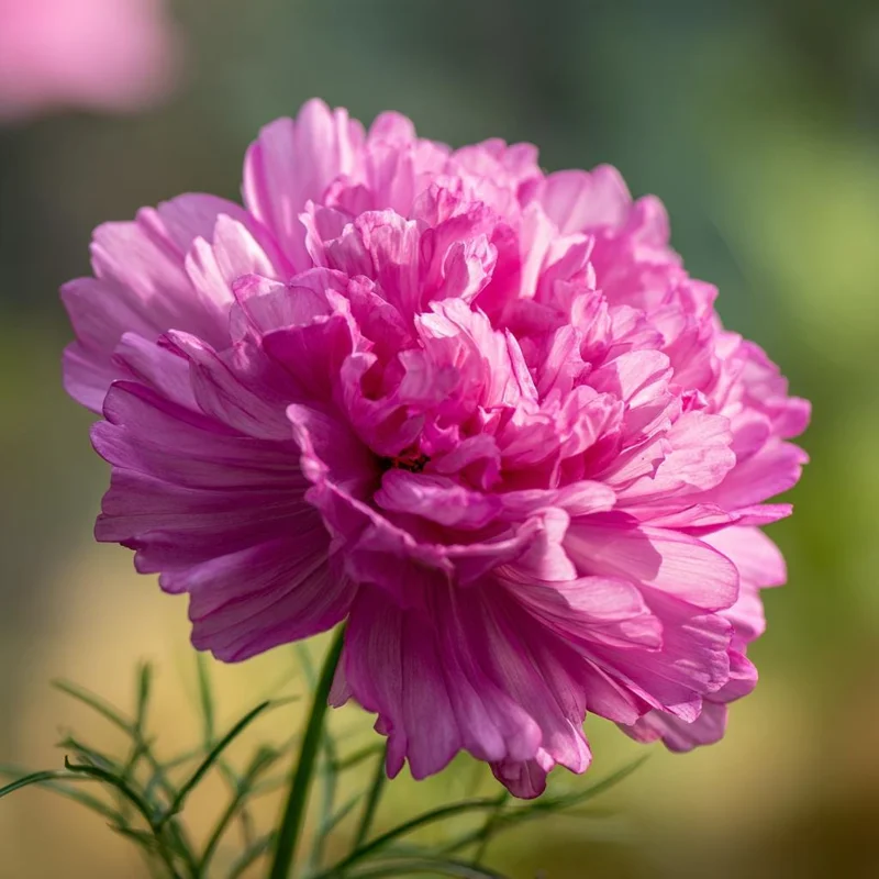 Rose Bonbon Cosmos Seeds - 25 Seeds, Double Rose-Pink Blooms, Easy Grow Annual Flower - Image 3