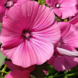 Rose Mallow Seeds 50 Count - Heirloom Lavatera trimestris for Gardens & Cut Flowers - Image 2