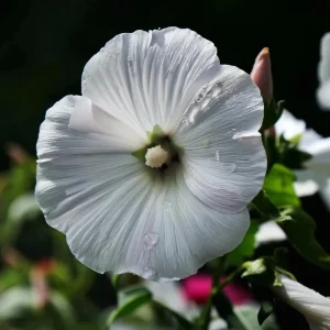 Rose Mallow Seeds 50 Count - Heirloom Lavatera trimestris for Gardens & Cut Flowers - Image 3