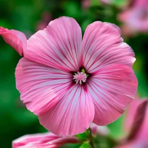 Rose Mallow Seeds 50 Count - Heirloom Lavatera trimestris for Gardens & Cut Flowers - Image 4