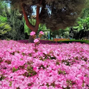 Rose Mallow Seeds 50 Count - Heirloom Lavatera trimestris for Gardens & Cut Flowers - Image 5