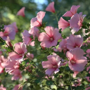 Rose Mallow Seeds 50 Count - Heirloom Lavatera trimestris for Gardens & Cut Flowers - Image 6