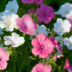 Rose Mallow Seeds 50 Count - Heirloom Lavatera trimestris for Gardens & Cut Flowers - Image 1