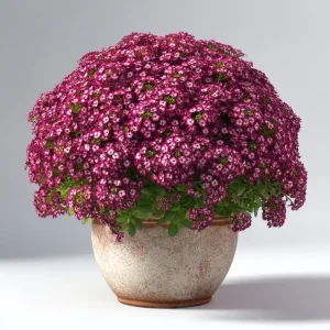 Rosie Purple Alyssum Seeds - Fragrant Violet Ground Cover, 1500 Seeds - Image 2