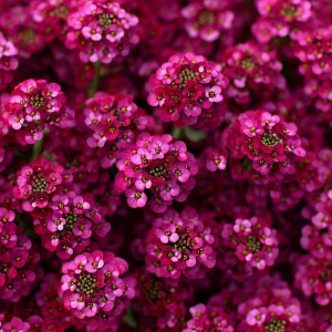 Rosie Purple Alyssum Seeds - Fragrant Violet Ground Cover, 1500 Seeds - Image 3