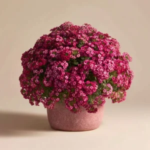 Rosie Purple Alyssum Seeds - Fragrant Violet Ground Cover, 1500 Seeds - Image 4