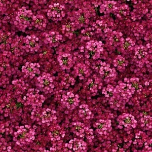 Rosie Purple Alyssum Seeds - Fragrant Violet Ground Cover, 1500 Seeds - Image 1