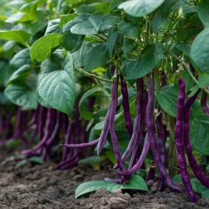 Royal Burgundy Bush Bean Seeds – Heirloom Purple Green Beans – 50 Seed Packet - Image 2