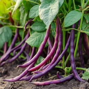 Royal Burgundy Bush Bean Seeds – Heirloom Purple Green Beans – 50 Seed Packet - Image 3