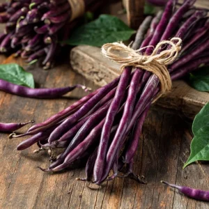 Royal Burgundy Bush Bean Seeds – Heirloom Purple Green Beans – 50 Seed Packet - Image 4