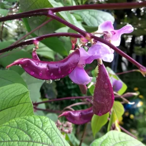 Ruby Moon Hyacinth Bean Seeds - 20 Count - Violet Pods & Fragrant Purple Blooms for Trellises, Lablab purpureus, Outdoor - Image 2