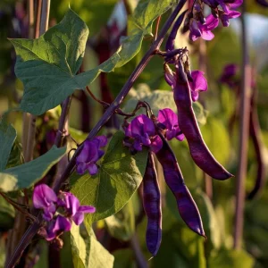 Ruby Moon Hyacinth Bean Seeds - 20 Count - Violet Pods & Fragrant Purple Blooms for Trellises, Lablab purpureus, Outdoor - Image 3