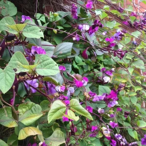 Ruby Moon Hyacinth Bean Seeds - 20 Count - Violet Pods & Fragrant Purple Blooms for Trellises, Lablab purpureus, Outdoor - Image 4