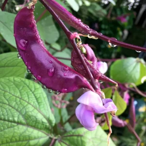Ruby Moon Hyacinth Bean Seeds - 20 Count - Violet Pods & Fragrant Purple Blooms for Trellises, Lablab purpureus, Outdoor - Image 1