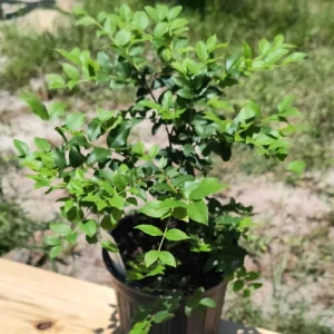 Sabara Jaboticaba Live Plant – 10-12 inch Fruit Tree in 1 Gallon Pot - Image 3