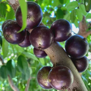 Sabara Jaboticaba Live Plant – 10-12 inch Fruit Tree in 1 Gallon Pot - Image 1