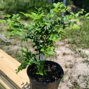 Sabara Jaboticaba Live Plant – 4 inch Pot – Brazilian Grape Tree - Image 2