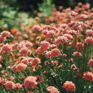 Salmon Queen Scabiosa Seeds - 50 Seeds, Salmon Pink Pincushion Flowers, Outdoor - Image 3
