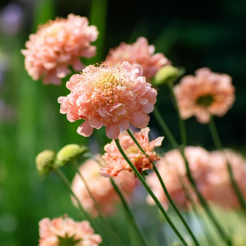 Salmon Queen Scabiosa Seeds - 50 Seeds, Salmon Pink Pincushion Flowers, Outdoor - Image 4