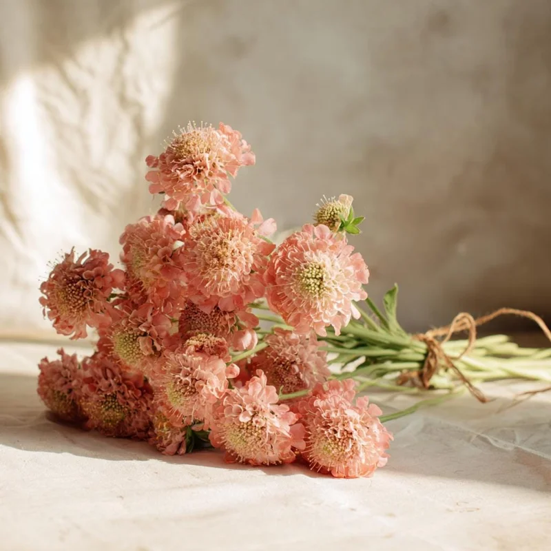 Salmon Queen Scabiosa Seeds - 50 Seeds, Salmon Pink Pincushion Flowers, Outdoor - Image 5