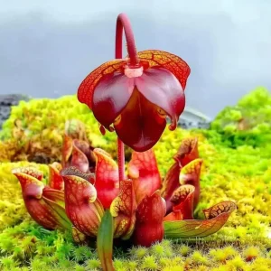 Sarracenia Purpurea Seeds - Purple Pitcher Plant Seeds, 30 Count for Carnivorous Bog Blooms - Image 2