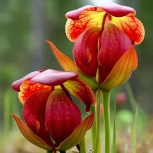 Sarracenia Purpurea Seeds - Purple Pitcher Plant Seeds, 30 Count for Carnivorous Bog Blooms - Image 3