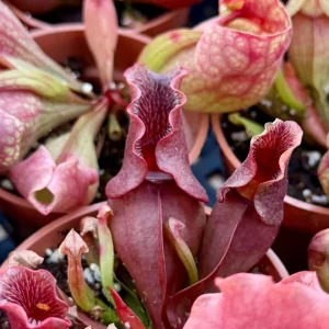 Sarracenia Purpurea Seeds - Purple Pitcher Plant Seeds, 30 Count for Carnivorous Bog Blooms - Image 4
