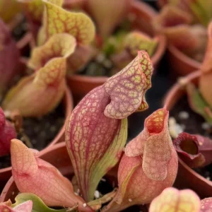 Sarracenia Purpurea Seeds - Purple Pitcher Plant Seeds, 30 Count for Carnivorous Bog Blooms - Image 5