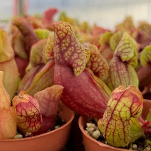 Sarracenia Purpurea Seeds - Purple Pitcher Plant Seeds, 30 Count for Carnivorous Bog Blooms - Image 6