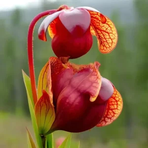 Sarracenia Purpurea Seeds - Purple Pitcher Plant Seeds, 30 Count for Carnivorous Bog Blooms - Image 1