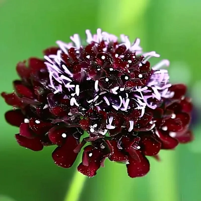 Scabiosa Black Knight Flower Seeds - 50 Count - Deep Purple-Black Blooms - Attracts Pollinators - Annual - Image 2