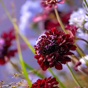 Scabiosa Black Knight Seeds - 50 Count - Deep Purple-Black Blooms - Pollinator Friendly - Image 3