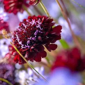 Scabiosa Black Knight Seeds - 50 Count - Deep Purple-Black Blooms - Pollinator Friendly - Image 4