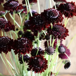 Scabiosa Black Knight Seeds - 50 Count - Deep Purple-Black Blooms - Pollinator Friendly - Image 1