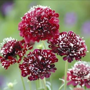 Scabiosa Fire King Seeds - 50 Count - Vibrant Red & Yellow Pincushion Flowers for Pollinators - Image 3