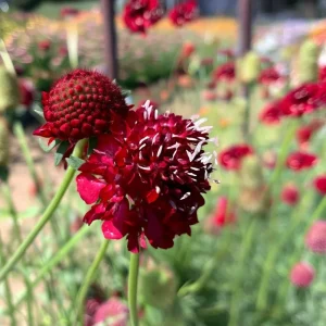 Scabiosa Fire King Seeds - 50 Count - Vibrant Red & Yellow Pincushion Flowers for Pollinators - Image 4