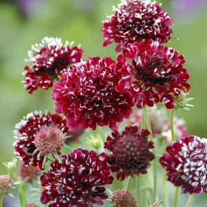 Scabiosa Fire King Seeds - 50 Count - Vibrant Red & Yellow Pincushion Flowers for Pollinators - Image 1