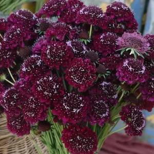 Scabiosa Merlot Red Seeds - 50 Count, Deep Red Blooms, Attracts Pollinators, Easy Grow Annual - Image 2