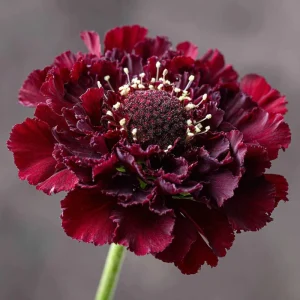 Scabiosa Merlot Red Seeds - 50 Count, Deep Red Blooms, Attracts Pollinators, Easy Grow Annual - Image 3
