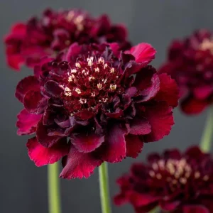 Scabiosa Merlot Red Seeds - 50 Count, Deep Red Blooms, Attracts Pollinators, Easy Grow Annual - Image 4
